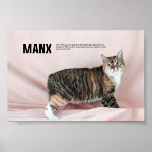 Affiche Manx Cat Breed
