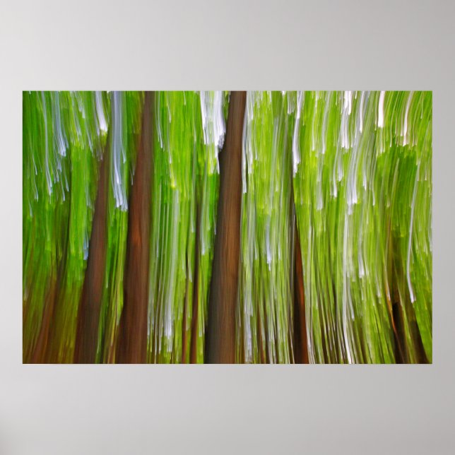 Affiche Maple Grove Abstrait (Devant)