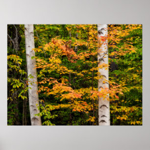 Affiche Maple & White Birch White Mountains, NH