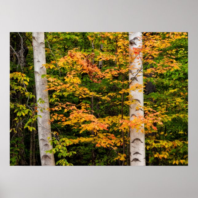 Affiche Maple & White Birch | White Mountains, NH (Devant)