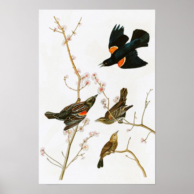 Affiche Marais Blackbird John Audubon Oiseaux d'Amérique (Devant)