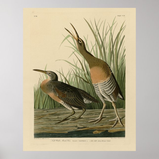 Affiche Marais d'eau salée Hen - Audubon's Birds of Americ (Devant)