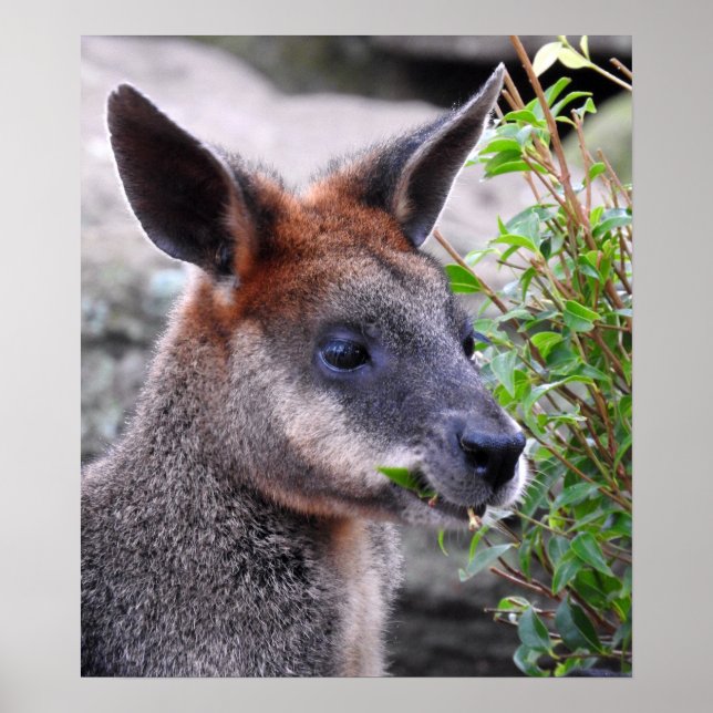 Affiche Marais Wallaby (Devant)
