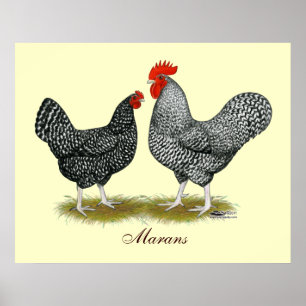 Affiche Marans : Paire de cacao