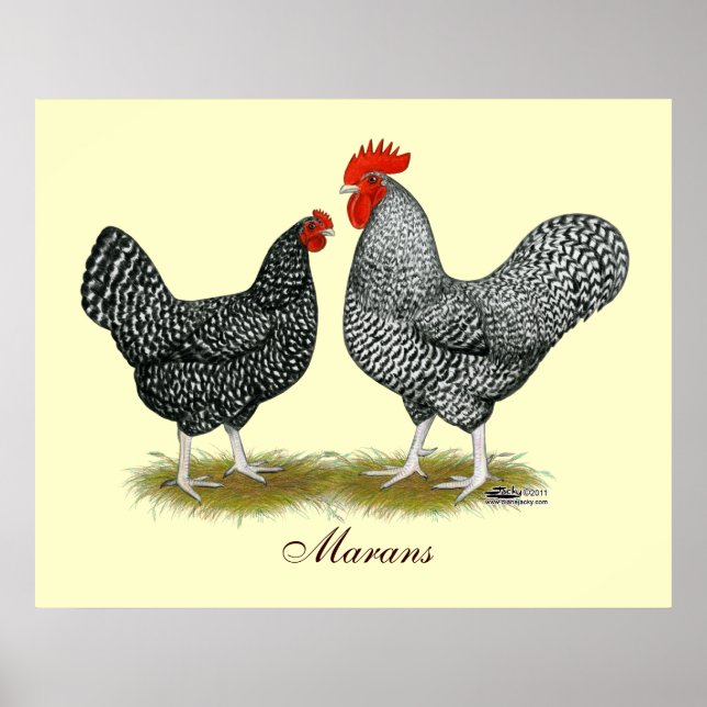 Affiche Marans : Paire de cacao (Devant)