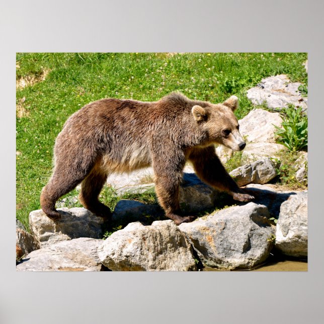 Affiche Marche Brown de l'ours (Devant)