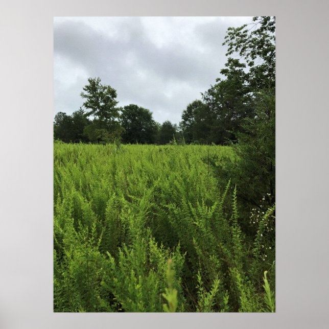 Affiche Marche dans la forêt, Chester, Caroline du Sud (Devant)
