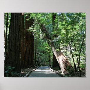 Affiche "Marcher parmi les géants", Muir Woods