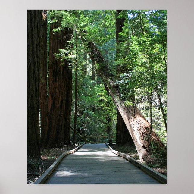 Affiche "Marcher parmi les géants", Muir Woods (Devant)