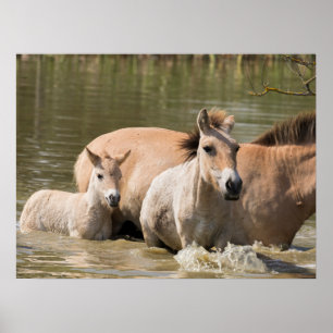 Affiche Mare avec Foal Crossing a River