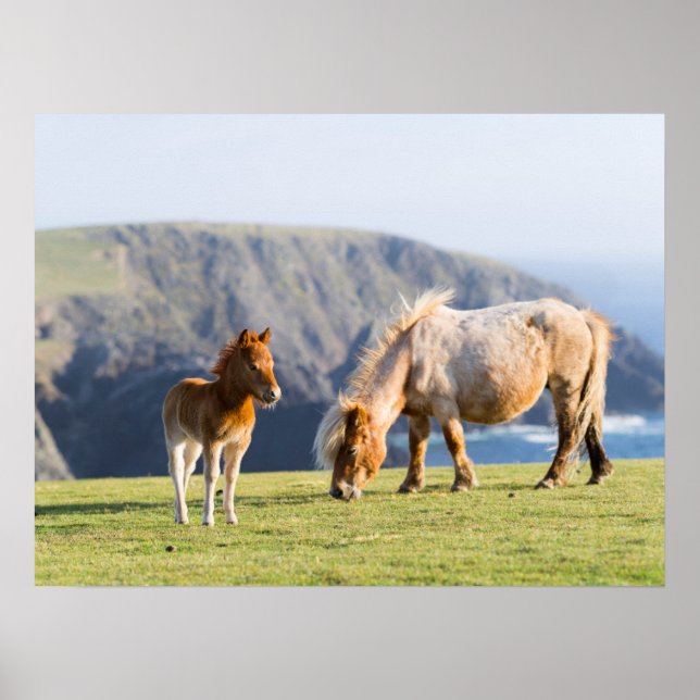 Affiche Mare avec Foal, îles Shetland, Ecosse (Devant)