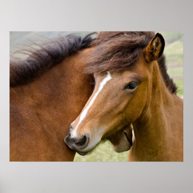 Affiche Mare Et Colt (Devant)