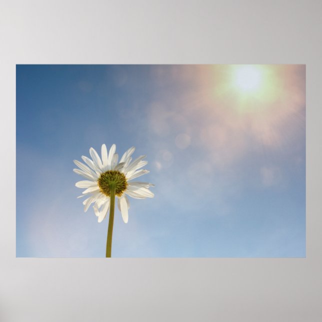 Affiche Marguerite - (Devant)