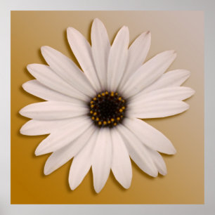 Affiche Marguerite blanche