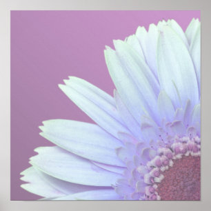 Affiche Marguerite de Gerbera