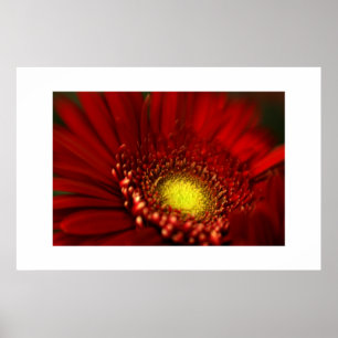 Affiche Marguerite rouge de Gerbera