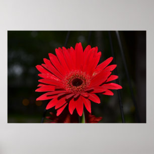 Affiche Marguerite rouge de Gerbera