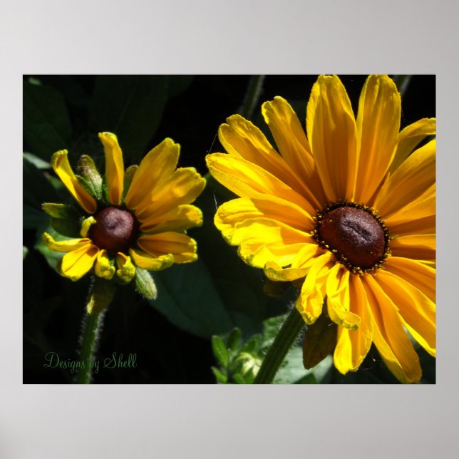 Affiche Marguerites à oeil noir (Devant)