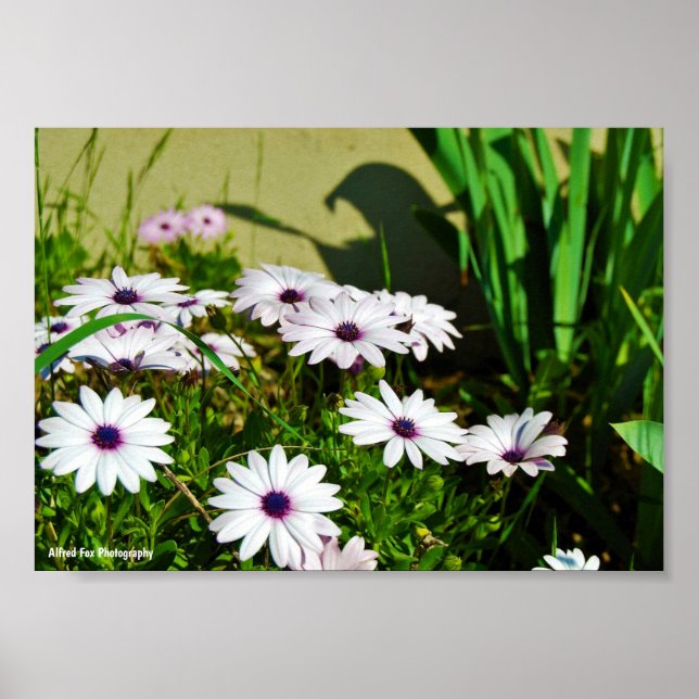 Affiche Marguerites africaines blanches (Devant)