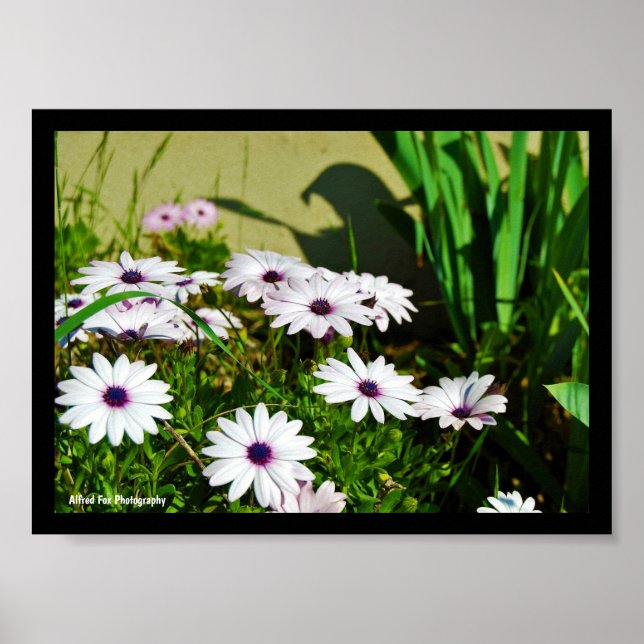 Affiche Marguerites africaines blanches (Devant)