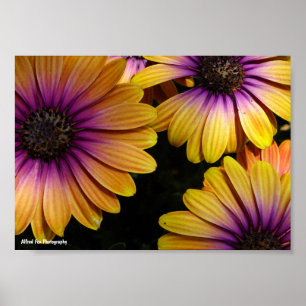 Affiche Marguerites africaines jaunes et violettes