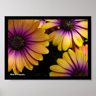 Affiche Marguerites africaines jaunes et violettes