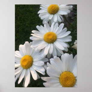 Affiche Marguerites blanches