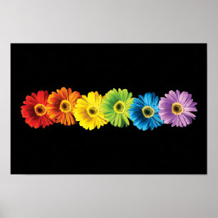 Affiche Marguerites d'arc-en-ciel