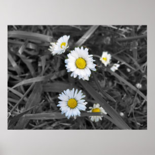 Affiche Marguerites en noir blanc et jaune