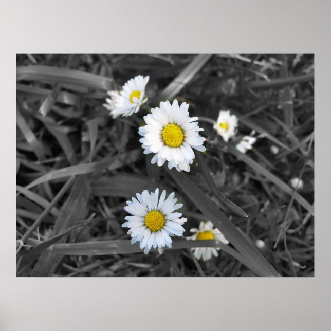 Affiche Marguerites en noir blanc et jaune (Devant)