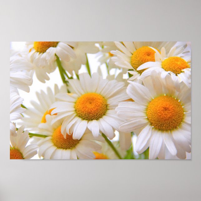 Affiche Marguerites lumineuses d'été (Devant)