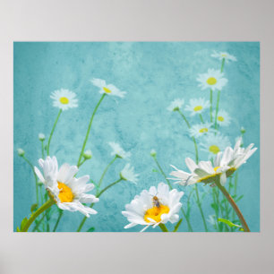 Affiche Marguerites sur fond bleu