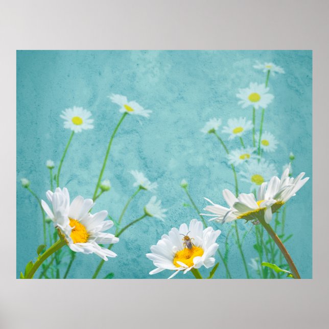 Affiche Marguerites sur fond bleu (Devant)