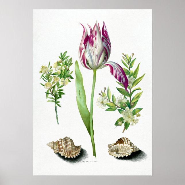 Affiche Maria Sibylla Merian Tulip, deux branches de Myrtl (Devant)