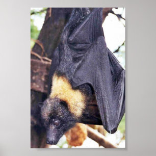 Affiche Mariana Fruit Bat
