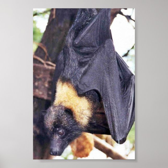 Affiche Mariana Fruit Bat (Devant)