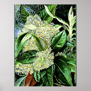 Affiche Marianne Nord - Olearia argophylla