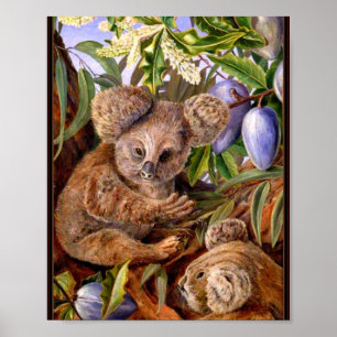 Affiche Marianne Nord - Ours et poires australiens
