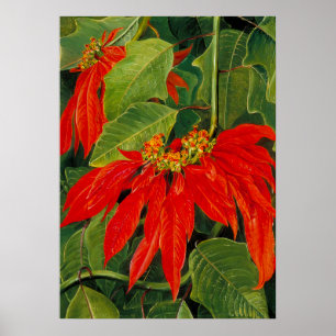 Affiche Marianne Nord - Paysage exotique