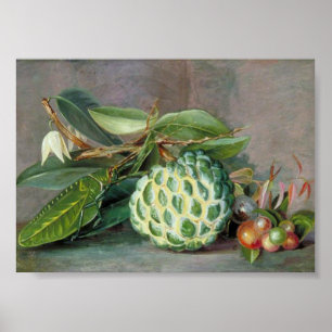 Affiche Marianne North - Custard Apple Art