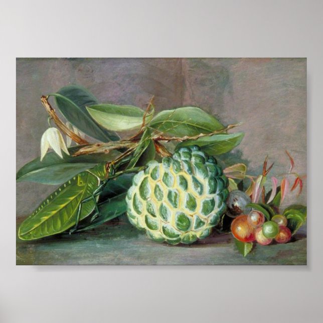 Affiche Marianne North - Custard Apple Art (Devant)