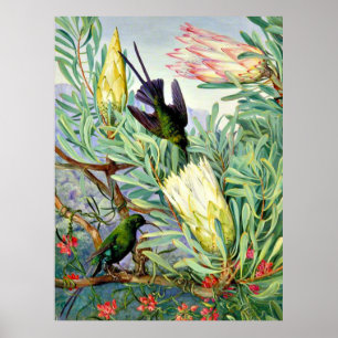 Affiche Marianne North - Fleurs de miel et suceurs de miel