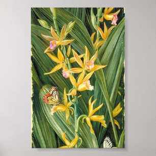 Affiche Marianne North - Une orchidée et des papillons