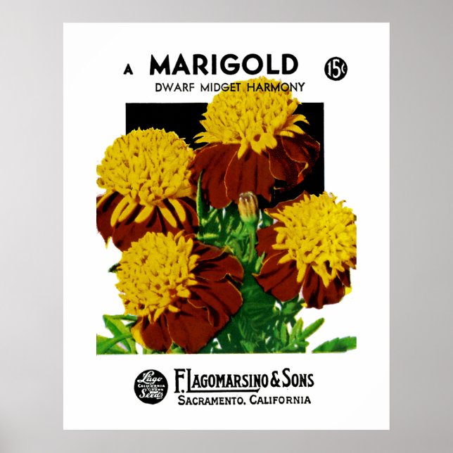 Affiche Marigold (Devant)