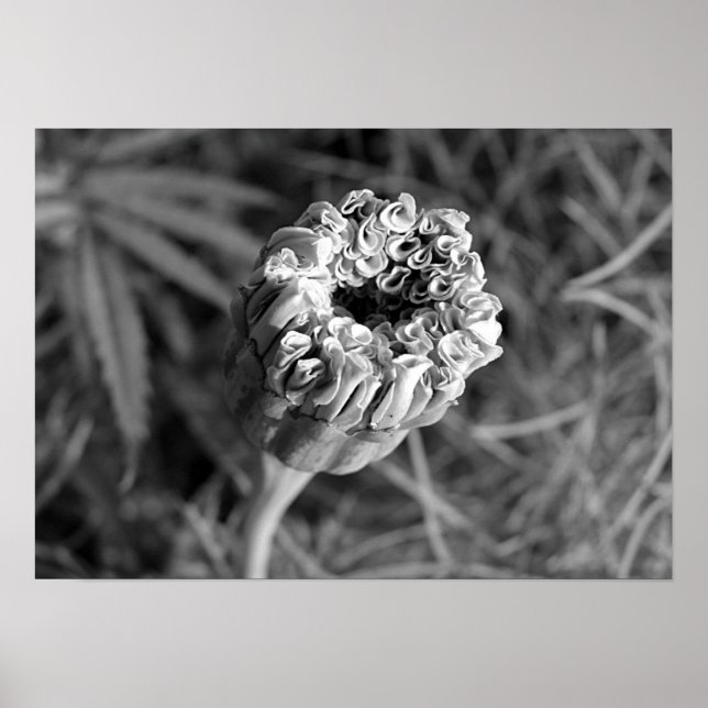 Affiche Marigold Blossom (Devant)