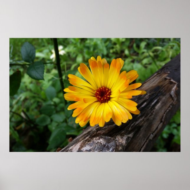 Affiche marigold dans la forêt (Devant)