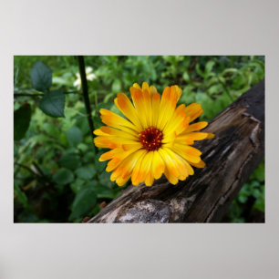Affiche marigold dans la forêt
