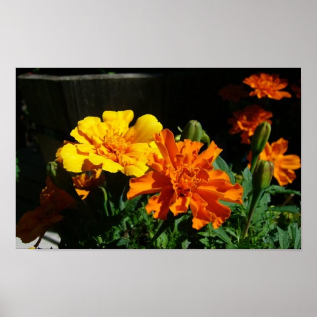 Affiche marigold matin gloire (Devant)