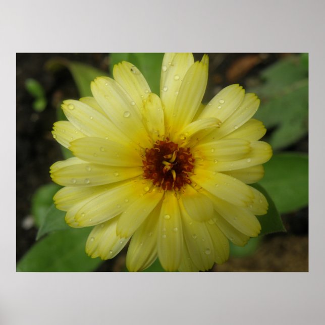 Affiche Marigold Print Jaune Raindrops (Devant)