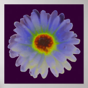 Affiche Marigold Rainbow